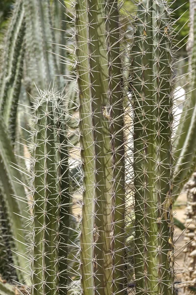 Green prickly cactus close-up — Stock Photo, Image