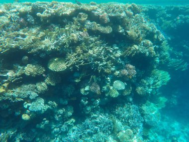 Mısır'daki Kızıl Deniz sualtı dünyası