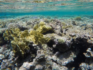 Mısır'daki Kızıl Deniz sualtı dünyası