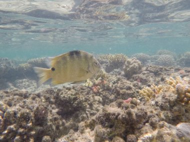 Mısır'daki Kızıl Deniz sualtı dünyası