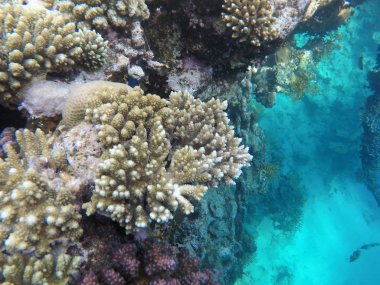 Mısır'daki Kızıl Deniz sualtı dünyası