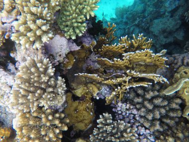 Mısır'daki Kızıl Deniz sualtı dünyası