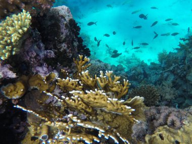 Mısır'daki Kızıl Deniz sualtı dünyası