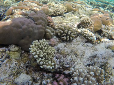 Mısır'daki Kızıl Deniz sualtı dünyası