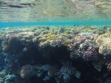 Mısır'daki Kızıl Deniz sualtı dünyası
