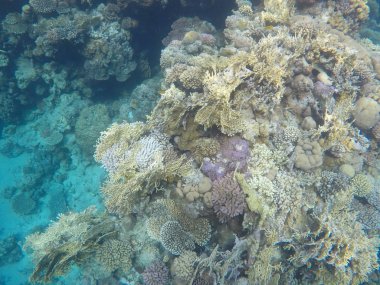 Mısır'daki Kızıl Deniz sualtı dünyası