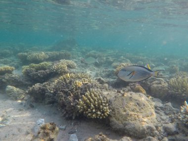 Mısır'daki Kızıl Deniz sualtı dünyası