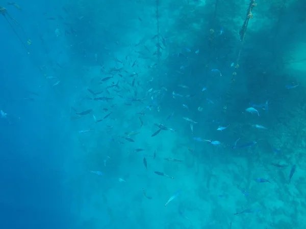 Monde sous-marin de la mer Rouge en Egypte — Photo