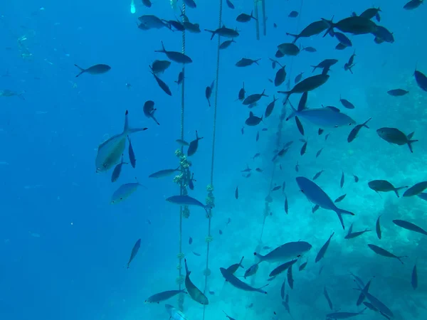 Underwater world of the Red Sea in Egypt — Stock Photo, Image