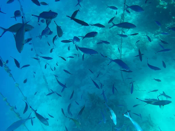 Underwater world of the Red Sea in Egypt — Stock Photo, Image