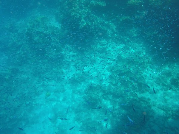 Подводный мир Красного моря в Египте
