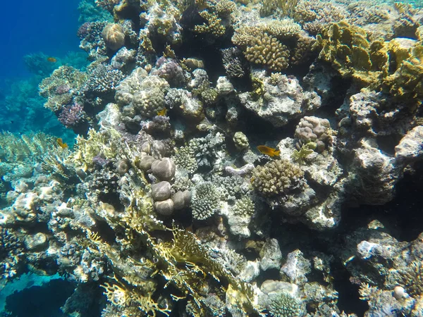 Mundo subaquático do Mar Vermelho no Egito — Fotografia de Stock
