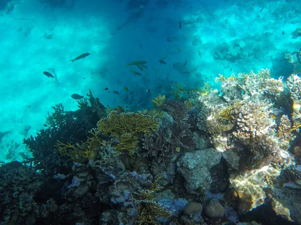 Mundo subaquático do Mar Vermelho no Egito — Fotografia de Stock