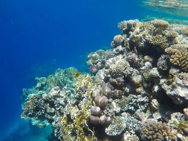 Mısır'daki Kızıl Deniz sualtı dünyası