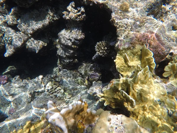 Подводный мир Красного моря в Египте — стоковое фото