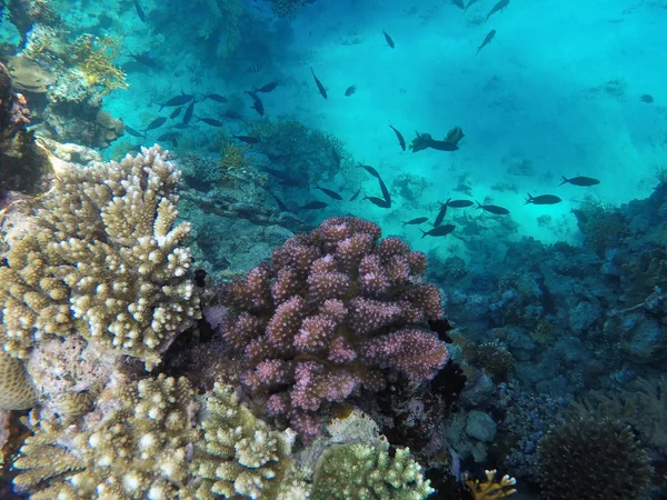 Mısır'daki Kızıl Deniz sualtı dünyası