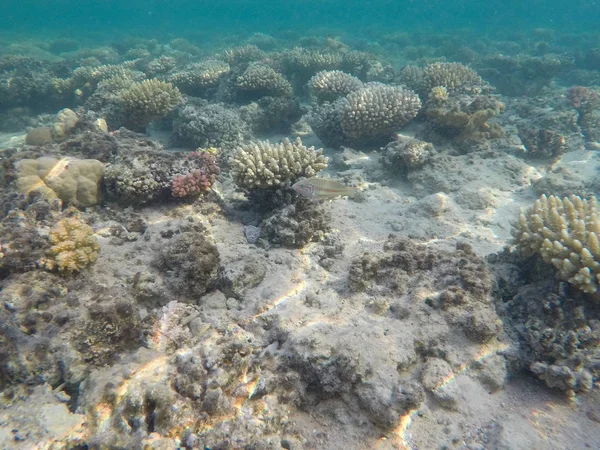 Mısır'daki Kızıl Deniz sualtı dünyası