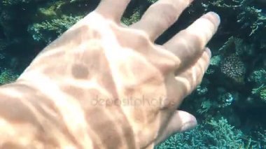 Denizaltı dünya. Mısır'daki Kızıl deniz mercan