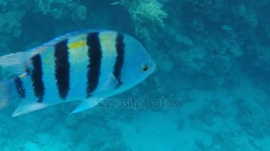 Denizaltı dünya. Mısır'daki Kızıl deniz dibindeki mercan balıklar