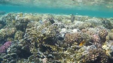 Denizaltı dünya. Mısır'daki Kızıl deniz mercan