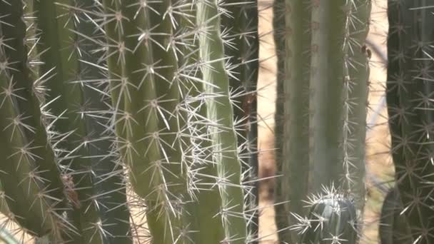 Zbliżenie Zielony Kaktus Kolczasty — Wideo stockowe