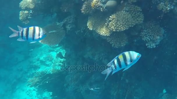 Mondo Sottomarino Pesci Corallo Sul Fondo Del Mar Rosso Egitto — Video Stock