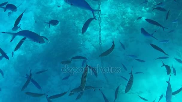 Undersea World Large Number Fish Bottom Red Sea Egypt — Stock Video
