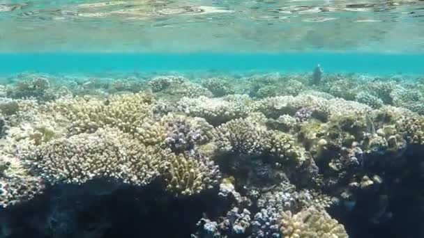 Mondo Sottomarino Coralli Del Mar Rosso Egitto — Video Stock