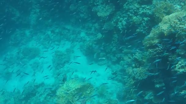 Mundo Submarino Grande Número Peixes Fundo Mar Vermelho Egito — Vídeo de Stock