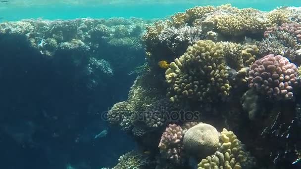 Mundo Submarino Corais Mar Vermelho Egito — Vídeo de Stock