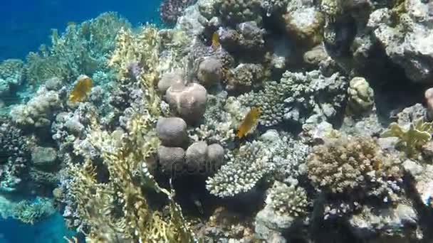 Mondo Sottomarino Coralli Del Mar Rosso Egitto — Video Stock