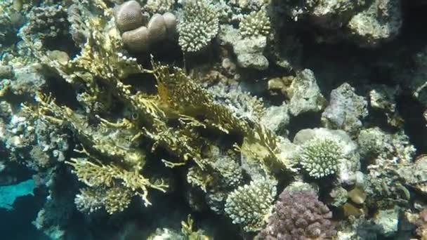 Onderzeese Wereld Koralen Van Rode Zee Egypte — Stockvideo