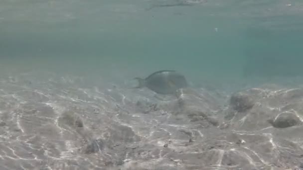 Mundo Submarino Peces Coral Fondo Del Mar Rojo Egipto — Vídeos de Stock