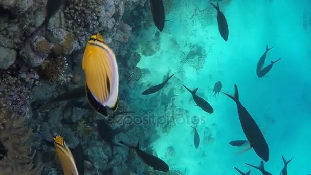 Mundo Submarino Peces Coral Fondo Del Mar Rojo Egipto — Vídeos de Stock