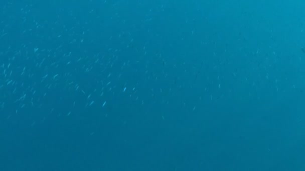 Monde sous-marin. Un grand nombre de poissons sur le fond de la mer Rouge en Egypte 