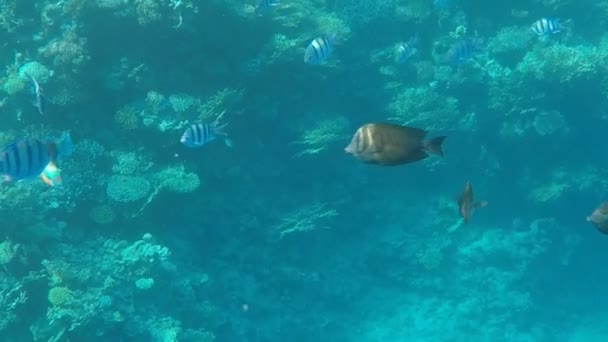 Υποθαλάσσιο Κόσμο Κοραλλιογενείς Ψάρια Στο Κάτω Μέρος Της Ερυθράς Θάλασσας — Αρχείο Βίντεο