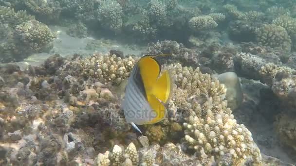 海底世界 エジプトの紅海の底に珊瑚礁魚類 — ストック動画
