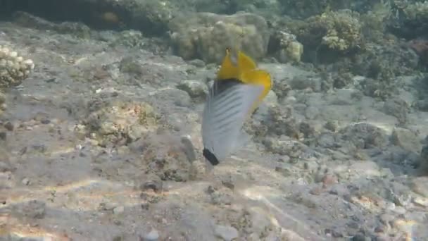 Dunia Bawah Laut Ikan Karang Dasar Laut Merah Mesir — Stok Video