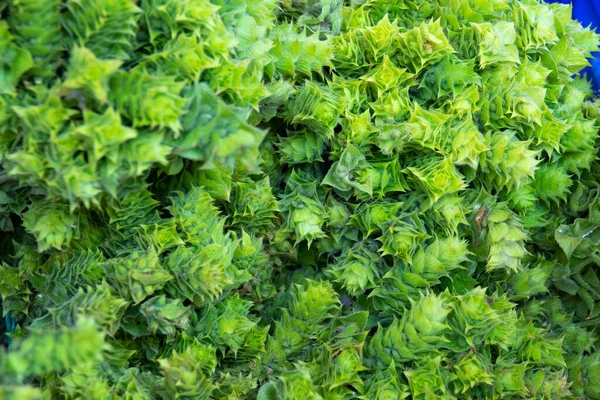 Ada chai Sideritis. Türk dağı bitkisel çayı Adacay. Yakın plan.