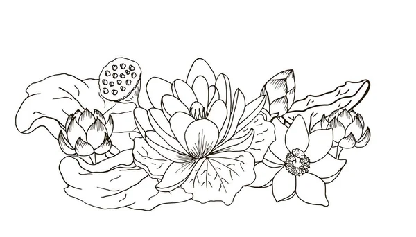 Lotus Uma Composição Flores Folhas Esboço Preto Branco — Fotografia de Stock