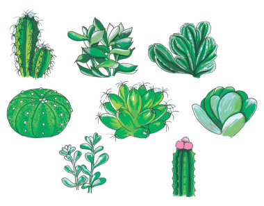Kaktüsler. farklı şekillerde çiçekler. Tasarımın için bir kaktüs seti..