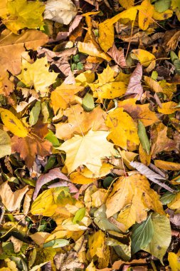 Sarı düşen sonbahar yaprakları
