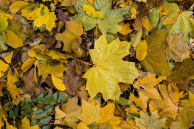 Sarı düşen sonbahar yaprakları