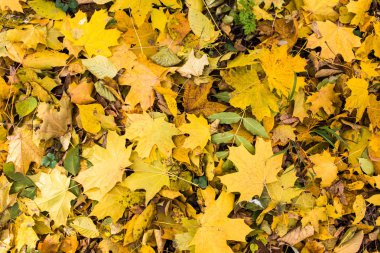 Sarı düşen sonbahar yaprakları