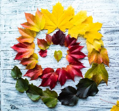 Sarı düşen sonbahar yaprakları