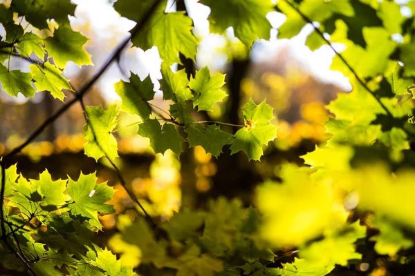 Feuilles d'automne jaune tombées — Photo