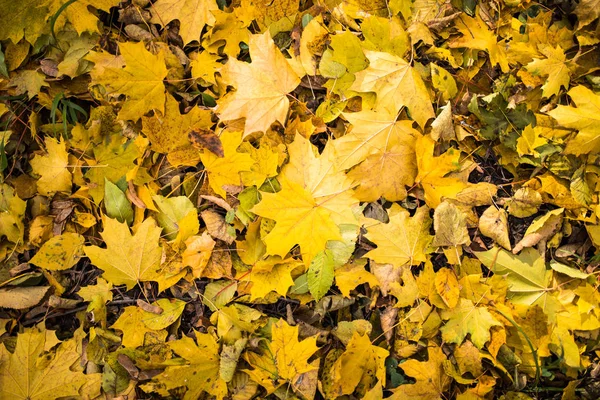 Feuilles d'automne jaune tombées — Photo