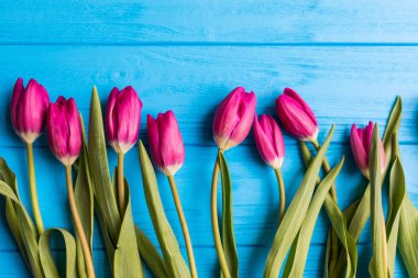 Mavi bir arka plan üzerinde pembe renkli Lale