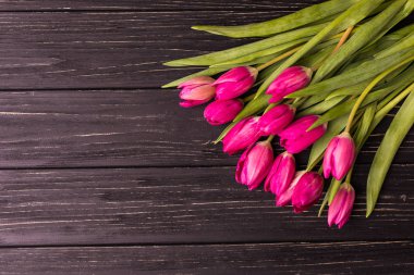 Siyah arka plan üzerine Pembe Lale. Düz yatıyordu, en iyi görünüm. alan içeren metin için mor Paskalya Lale düzenleme