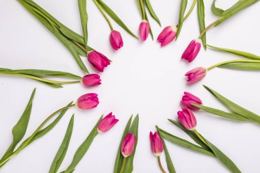 Pembe Lale beyaz izole. Daire, üstten görünüm düz yatıyordu.